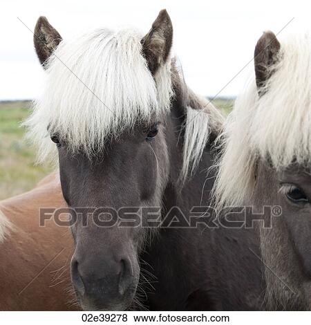 Stock Photo - Faces of Icelandic horses in pasture. Fotosearch