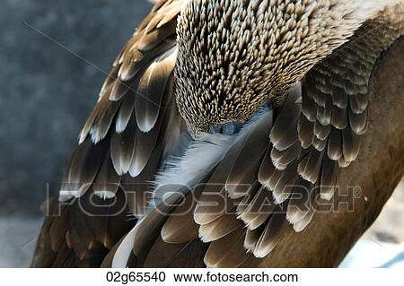 Feather of a Blue-Footed booby (Sula nebouxii), Punta Suarez, Espanola Island, Galapagos Islands, Ecuador View Large Photo Image Stock Image - Feather of a Blue-Footed booby (Sula nebouxii), Punta Suarez, Espanola Island, Galapagos Islands, Ecuador. Fotosearch
