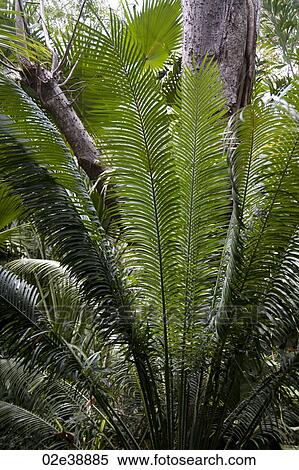 Stock Photography - Feathery green palm foliage in front of grey tree trunks. Fotosearch