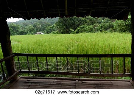 Field viewed from a shade field, Thailand View Large Photo Image Stock Photo - Field viewed from a shade field, Thailand. Fotosearch