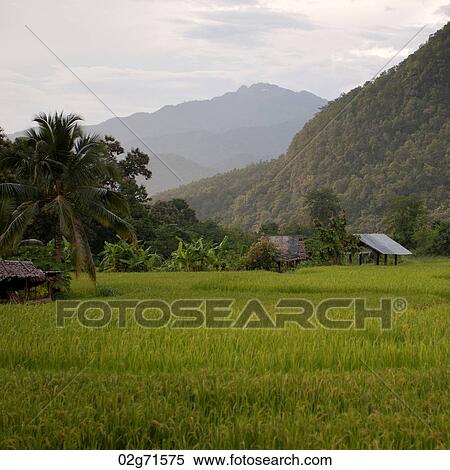 Field with a mountain range in the background, Thailand View Large Photo Image Stock Photography - Field with a mountain range in the background, Thailand. Fotosearch