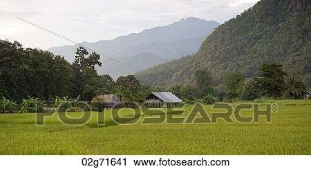 Field with mountains in the background, Thailand View Large Photo Image Stock Image - Field with mountains in the background, Thailand. Fotosearch