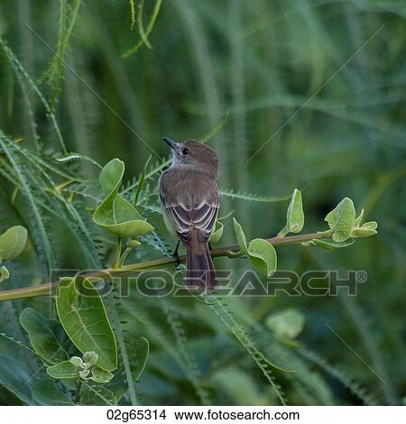 Finch perching on a branch, Santa Cruz Island, Galapagos Islands, Ecuador View Large Photo Image Picture - Finch perching on a branch, Santa Cruz Island, Galapagos Islands, Ecuador. Fotosearch
