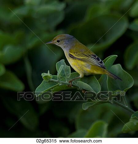 Finch perching on a branch, Santa Cruz Island, Galapagos Islands, Ecuador View Large Photo Image Stock Photography - Finch perching on a branch, Santa Cruz Island, Galapagos Islands, Ecuador. Fotosearch