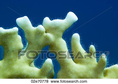 Fire Coral (Millepora Dichotoma) View Large Photo Image Stock Photo - Fire Coral (Millepora Dichotoma). Fotosearch