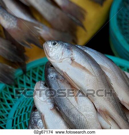 Fish at a stall in a fish market, Busan, Yeongnam, South Korea View Large Photo Image Picture - Fish at a stall in a fish market, Busan, Yeongnam, South Korea. Fotosearch