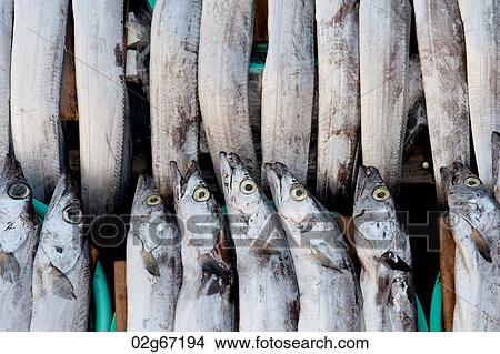 Fish at a stall in a fish market, Busan, Yeongnam, South Korea View Large Photo Image Picture - Fish at a stall in a fish market, Busan, Yeongnam, South Korea. Fotosearch