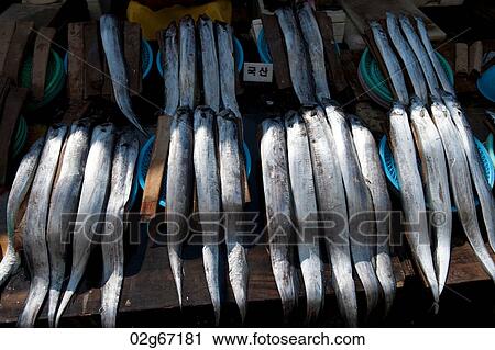 Fish at a stall in a fish market, Busan, Yeongnam, South Korea View Large Photo Image Stock Image - Fish at a stall in a fish market, Busan, Yeongnam, South Korea. Fotosearch