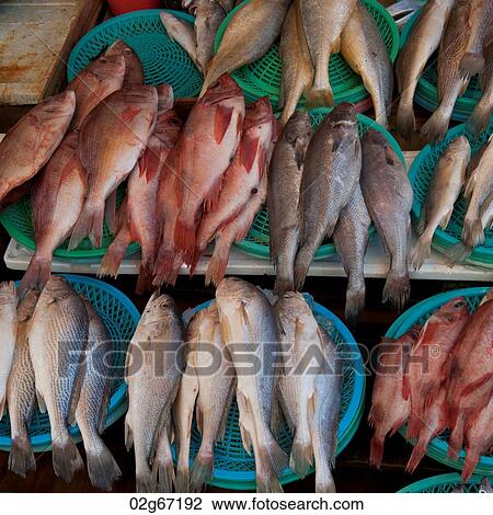 Fish at a stall in a fish market, Busan, Yeongnam, South Korea View Large Photo Image Stock Image - Fish at a stall in a fish market, Busan, Yeongnam, South Korea. Fotosearch