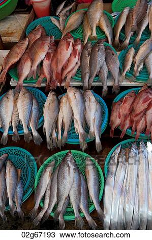 Fish at a stall in a fish market, Busan, Yeongnam, South Korea View Large Photo Image Stock Image - Fish at a stall in a fish market, Busan, Yeongnam, South Korea. Fotosearch