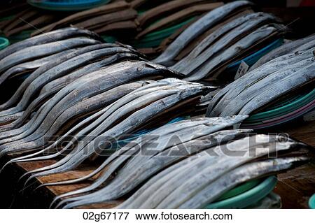 Fish at a stall in a fish market, Busan, Yeongnam, South Korea View Large Photo Image Stock Photo - Fish at a stall in a fish market, Busan, Yeongnam, South Korea. Fotosearch