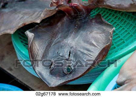 Fish at a stall in a fish market, Busan, Yeongnam, South Korea View Large Photo Image Stock Photo - Fish at a stall in a fish market, Busan, Yeongnam, South Korea. Fotosearch