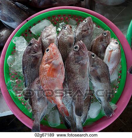 Stock Photo - Fish at a stall in a fish market, Busan, Yeongnam, South Korea. Fotosearch