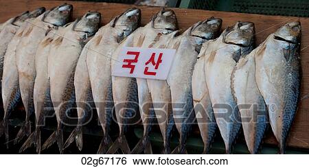 Fish at a stall in a fish market, Busan, Yeongnam, South Korea View Large Photo Image Stock Photograph - Fish at a stall in a fish market, Busan, Yeongnam, South Korea. Fotosearch