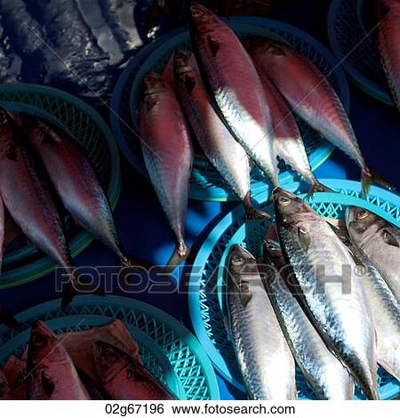 Fish at a stall in a fish market, Busan, Yeongnam, South Korea View Large Photo Image Stock Photograph - Fish at a stall in a fish market, Busan, Yeongnam, South Korea. Fotosearch