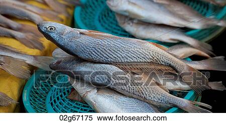 Fish at a stall in a fish market, Busan, Yeongnam, South Korea View Large Photo Image Stock Photography - Fish at a stall in a fish market, Busan, Yeongnam, South Korea. Fotosearch