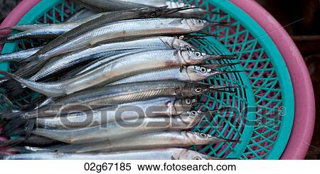 Fish at a stall in a fish market, Busan, Yeongnam, South Korea View Large Photo Image Stock Photography - Fish at a stall in a fish market, Busan, Yeongnam, South Korea. Fotosearch