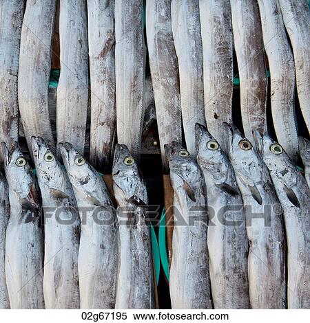 Fish at a stall in a fish market, Busan, Yeongnam, South Korea View Large Photo Image Stock Photography - Fish at a stall in a fish market, Busan, Yeongnam, South Korea. Fotosearch