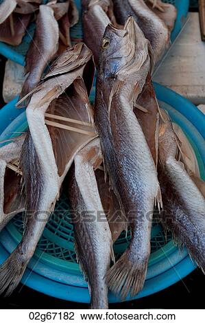 Fish drying at a market stall, Busan, Yeongnam, South Korea View Large Photo Image Stock Image - Fish drying at a market stall, Busan, Yeongnam, South Korea. Fotosearch