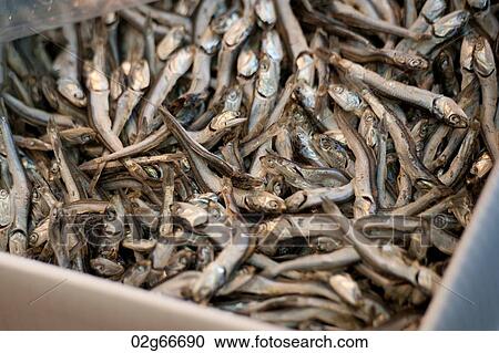 Fish for sale at a market stall in a fish market, Tokyo, Japan View Large Photo Image Stock Image - Fish for sale at a market stall in a fish market, Tokyo, Japan. Fotosearch