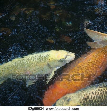 Fish in a pond at Glover Garden, Nagasaki, Japan View Large Photo Image Picture - Fish in a pond at Glover Garden, Nagasaki, Japan. Fotosearch