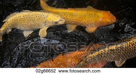 Stock Image - Fish in a pond at Glover Garden, Nagasaki, Japan. Fotosearch