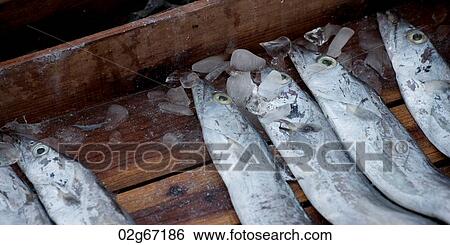 Fish in a wooden crate at a market stall, Busan, Yeongnam, South Korea View Large Photo Image Stock Photograph - Fish in a wooden crate at a market stall, Busan, Yeongnam, South Korea. Fotosearch