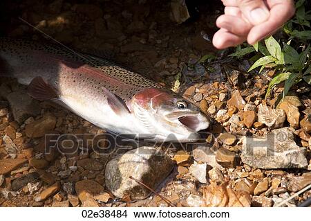Fish in lake Taneycomo in Branson, Missouri View Large Photo Image Picture - Fish in lake Taneycomo in Branson, Missouri. Fotosearch