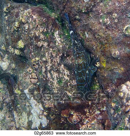 Fish on a rock underwater, Gardner Bay, Espanola Island, Galapagos Islands, Ecuador View Large Photo Image Stock Image - Fish on a rock underwater, Gardner Bay, Espanola Island, Galapagos Islands, Ecuador. Fotosearch