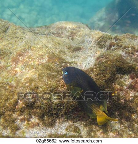 Fish on a rock underwater, Puerto Egas, Santiago Island, Galapagos Islands, Ecuador View Large Photo Image Stock Image - Fish on a rock underwater, Puerto Egas, Santiago Island, Galapagos Islands, Ecuador. Fotosearch
