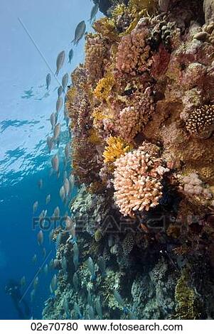 Fish over reef View Large Photo Image Stock Image - Fish over reef. Fotosearch