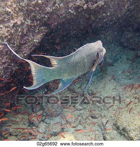 Stock Image - Fish swimming underwater, Bartolome Island, Galapagos Islands, Ecuador. Fotosearch