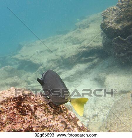 Fish swimming underwater, Bartolome Island, Galapagos Islands, Ecuador View Large Photo Image Stock Image - Fish swimming underwater, Bartolome Island, Galapagos Islands, Ecuador. Fotosearch