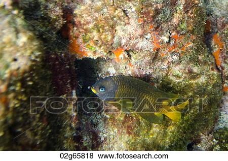 Fish swimming underwater, Bartolome Island, Galapagos Islands, Ecuador View Large Photo Image Stock Photo - Fish swimming underwater, Bartolome Island, Galapagos Islands, Ecuador. Fotosearch