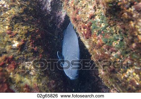 Fish swimming underwater, Bartolome Island, Galapagos Islands, Ecuador View Large Photo Image Stock Photograph - Fish swimming underwater, Bartolome Island, Galapagos Islands, Ecuador. Fotosearch