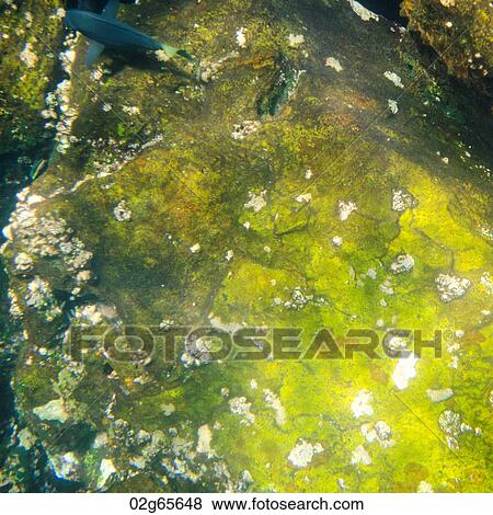 Fish swimming underwater, Darwin Bay, Genovesa Island, Galapagos Islands, Ecuador View Large Photo Image Stock Photo - Fish swimming underwater, Darwin Bay, Genovesa Island, Galapagos Islands, Ecuador. Fotosearch
