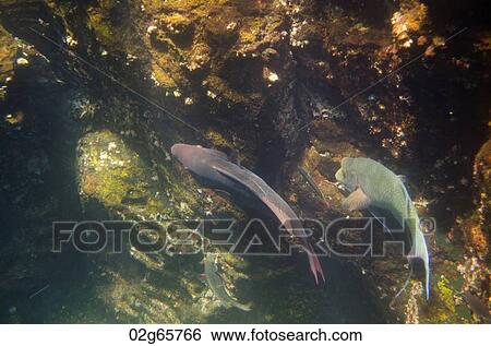 Fish swimming underwater, Darwin Bay, Genovesa Island, Galapagos Islands, Ecuador View Large Photo Image Stock Photograph - Fish swimming underwater, Darwin Bay, Genovesa Island, Galapagos Islands, Ecuador. Fotosearch