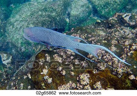 Fish swimming underwater, Gardner Bay, Espanola Island, Galapagos Islands, Ecuador View Large Photo Image Stock Image - Fish swimming underwater, Gardner Bay, Espanola Island, Galapagos Islands, Ecuador. Fotosearch