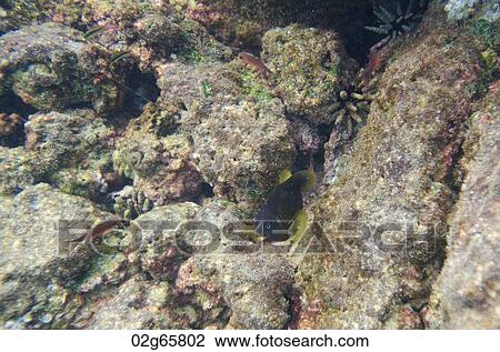 Fish swimming underwater, Puerto Egas, Santiago Island, Galapagos Islands, Ecuador View Large Photo Image Stock Image - Fish swimming underwater, Puerto Egas, Santiago Island, Galapagos Islands, Ecuador. Fotosearch