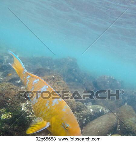 Stock Photo - Fish swimming underwater, Puerto Egas, Santiago Island, Galapagos Islands, Ecuador. Fotosearch