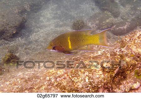 Fish swimming underwater, Puerto Egas, Santiago Island, Galapagos Islands, Ecuador View Large Photo Image Stock Photo - Fish swimming underwater, Puerto Egas, Santiago Island, Galapagos Islands, Ecuador. Fotosearch