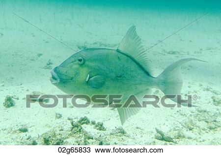 Fish swimming underwater, Santa Cruz Island, Galapagos Islands, Ecuador View Large Photo Image Stock Image - Fish swimming underwater, Santa Cruz Island, Galapagos Islands, Ecuador. Fotosearch