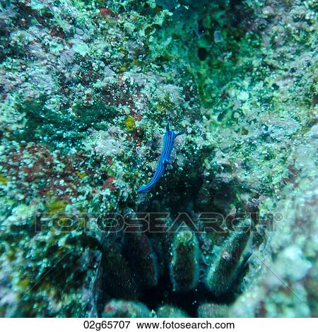 Fish swimming underwater, Santa Cruz Island, Galapagos Islands, Ecuador View Large Photo Image Stock Photo - Fish swimming underwater, Santa Cruz Island, Galapagos Islands, Ecuador. Fotosearch