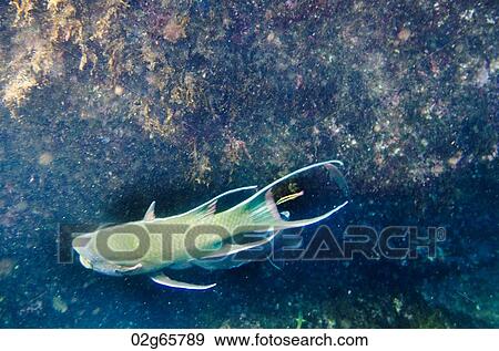 Fish swimming underwater, Tagus Cove, Isabela Island, Galapagos Islands, Ecuador View Large Photo Image Stock Photo - Fish swimming underwater, Tagus Cove, Isabela Island, Galapagos Islands, Ecuador. Fotosearch