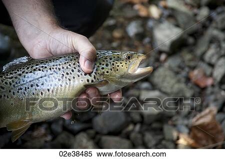 Fisherman with his catch at Lake Taneycomo in Branson, Missouri View Large Photo Image Stock Photography - Fisherman with his catch at Lake Taneycomo in Branson, Missouri. Fotosearch