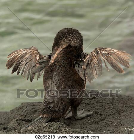 Flightless cormorant (Phalacrocorax harrisi), Punta Espinoza, Fernandina Island, Galapagos Islands, Ecuador View Large Photo Image Stock Photo - Flightless cormorant (Phalacrocorax harrisi), Punta Espinoza, Fernandina Island, Galapagos Islands, Ecuador. Fotosearch