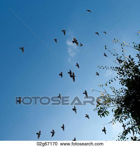 Flock of birds flying around a tree in Yongdusan Park, Jung-gu, Busan, Yeongnam, South Korea View Large Photo Image Stock Image - Flock of birds flying around a tree in Yongdusan Park, Jung-gu, Busan, Yeongnam, South Korea. Fotosearch