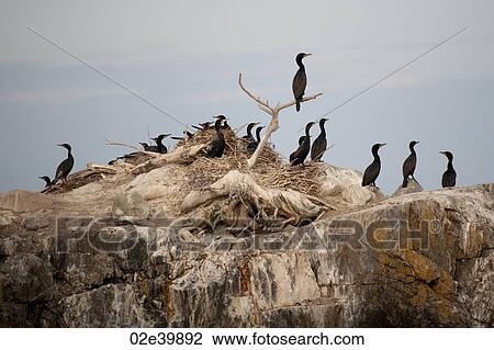 Flock of cormorants on a rock island in Lake of the Woods, Ontario View Large Photo Image Stock Image - Flock of cormorants on a rock island in Lake of the Woods, Ontario. Fotosearch