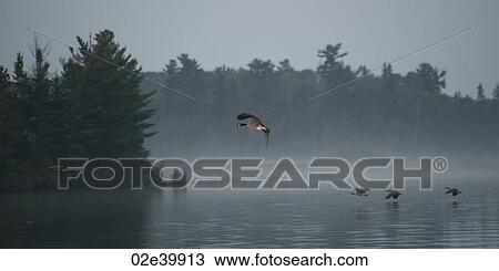 Flock of geese in flight over water in Lake of the Woods, Ontario View Large Photo Image Stock Image - Flock of geese in flight over water in Lake of the Woods, Ontario. Fotosearch