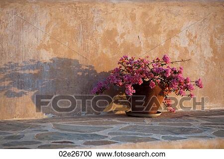 Flower pot at Manda Bay Resort View Large Photo Image Stock Image - Flower pot at Manda Bay Resort. Fotosearch